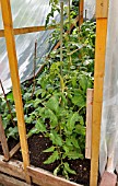 LYCOPERSICUM ESCULENTUM  TOMATO  IN A GREENHOUSE