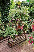 WOODEN ETAGERE WITH FUCHSIA