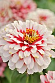 ZINNIA ELEGANS SWIZZLE CHERRY  IVORY