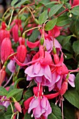 FUCHSIA TENNESSEE WALTZ  FUCHSIA