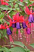 FUCHSIA LIZA  FUCHSIA