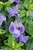 TORENIA FOURNIERI MOON  BLUEWINGS