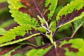 SOLENOSTEMON SCUTELLARIOIDES