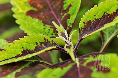 SOLENOSTEMON_SCUTELLARIOIDES