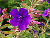 TIBOUCHINA URVILLEANA