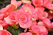 BEGONIA ELATIOR NETJA DARK