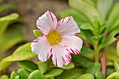 PORTULACA GRANDIFLORA CANDY STRIPE  MOSS ROSE