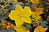 FREMONTODENDRON CALIFORNICUM