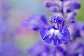 SALVIA FARINACEA FARINA BLUE  SAGE