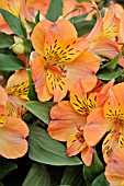 ALSTROEMERIA MATHILDE