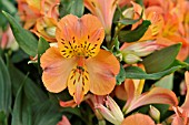 ALSTROEMERIA MATHILDE