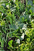 BRASSICA JUNCEA, ALLIUM CEPA, BRASSICA RAPA SUBSP. CHINENSIS,  PAK CHOI