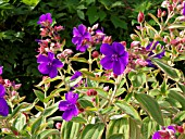 TIBOUCHINA URVILLEANA, PRINCESS FLOWER