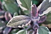 SALVIA OFFICINALIS TRICOLOR  COMMON SAGE