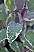 SALVIA OFFICINALIS TRICOLOR  COMMON SAGE