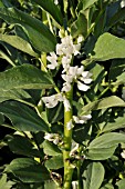 VICIA FABA  BROAD BEAN