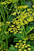 PASTINACA SATIVA  PARSNIP