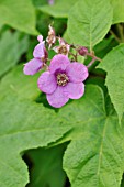 RUBUS ODORATUS  FLOWERING RASPBERRY