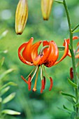 LILIUM AMABILE