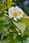 STEWARTIA PSEUDOCAMELLIA