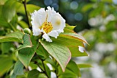 STEWARTIA PSEUDOCAMELLIA