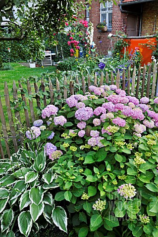 HYDRANGEA_HOSTA_IN_A_BACKYARD_GARDEN_DESIGN_JUTTA_WAHREN