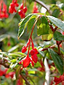 BEGONIA FUCHSIOIDES