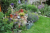 PERENNIAL BED AND ANNUAL PLANTS IN A BACKYARD GARDEN. DESIGN: JUTTA WAHREN