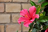 HIBISCUS ROSA-SINENSIS  ROSE OF CHINA