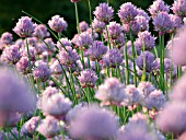 ALLIUM SCHOENOPRASUM, CHIVES