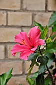 HIBISCUS ROSA-SINENSIS  ROSE OF CHINA