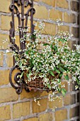 EUPHORBIA HYPERICIFOLIA DIAMOND FROST