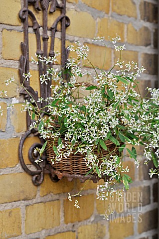 EUPHORBIA_HYPERICIFOLIA_DIAMOND_FROST