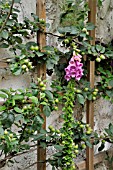 DIGITALIS PURPUREA  COMMON FOXGLOVE  MALUS X DOMESTICA GOLDPARMAENE  APPLE  ON A TRELLIS. DESIGN: JUTTA WAHREN