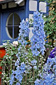 DELPHINIUM ELATUM  IN FRONT OF A HOUSE ENTRANCE. DESIGN: JUTTA WAHREN