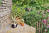 NERIUM OLEANDER, ALOE,  LATHYRUS LATIFOLIUS  IN A BACKYARD GARDEN. DESIGN: JUTTA WAHREN