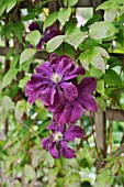 CLEMATIS ETOILE VIOLETTE