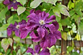 CLEMATIS ETOILE VIOLETTE