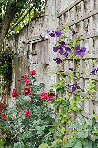 CLEMATIS_X_JACKMANII_AND_ROSA_DESIGN_JUTTA_WAHREN