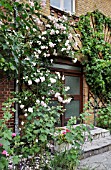 ROSA NEW DAWN  ROSE  AT AN HOUSE ENTRANCE. DESIGN: JUTTA WAHREN