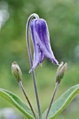 CLEMATIS INTEGRIFOLIA  CLEMATIS