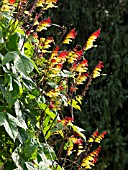 IPOMOEA LOBATA, SPANISH FLAG