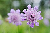 SCABIOSA LUCIDA  PINCUSHION FLOWER