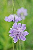 SCABIOSA LUCIDA  PINCUSHION FLOWER