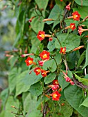 IPOMOEA COCCINEA, RED MORNING GLORY