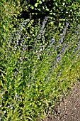 ECHIUM VULGARE  VIPERS BUGLOSS