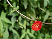 IPOMOEA HEDERIFOLIA, IVY-LEAVED GLORY