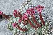 SEMPERVIVUM ARACHNOIDEUM  COBWEB HOUSELEEK