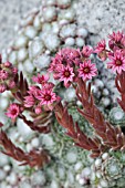 SEMPERVIVUM ARACHNOIDEUM  COBWEB HOUSELEEK