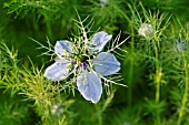 NIGELLA DAMASCENA  LOVE-IN-A-MIST